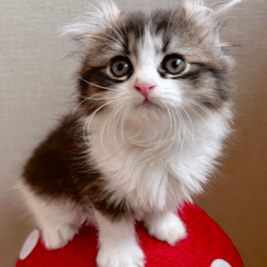 とってもかっこいいアメリカンカールくん